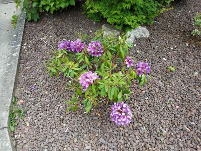 IMG_20190530_151752.jpg